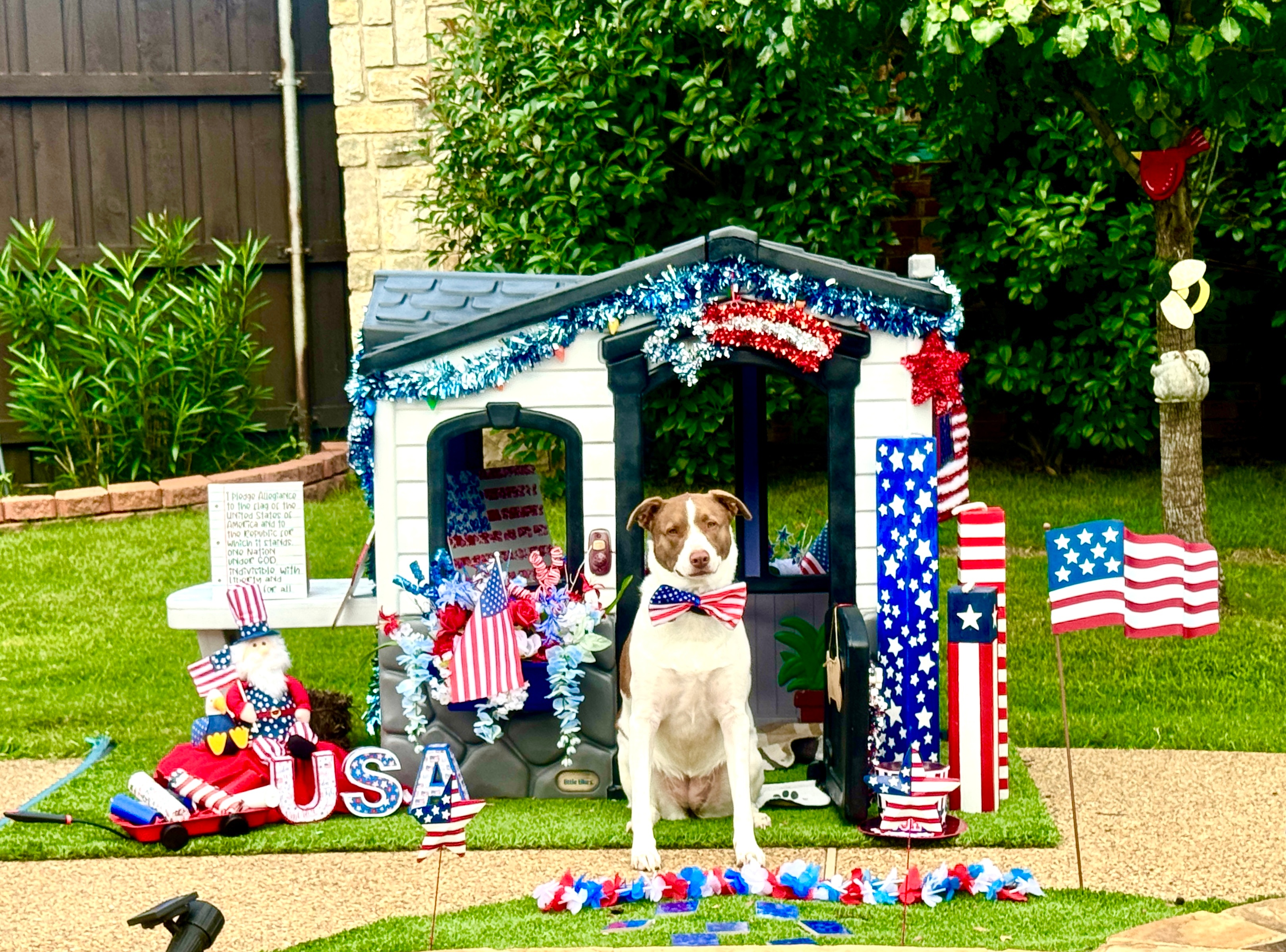 Winnie the Pup has her house all decorated for the 4th of July.  She actually had it ready by Flag Day and is displaying her American flag made with her paw prints inside. Winnie is going to keep the Red, White, and Blue theme up through the Olympics. Go Team America!  Happy Independence Day!