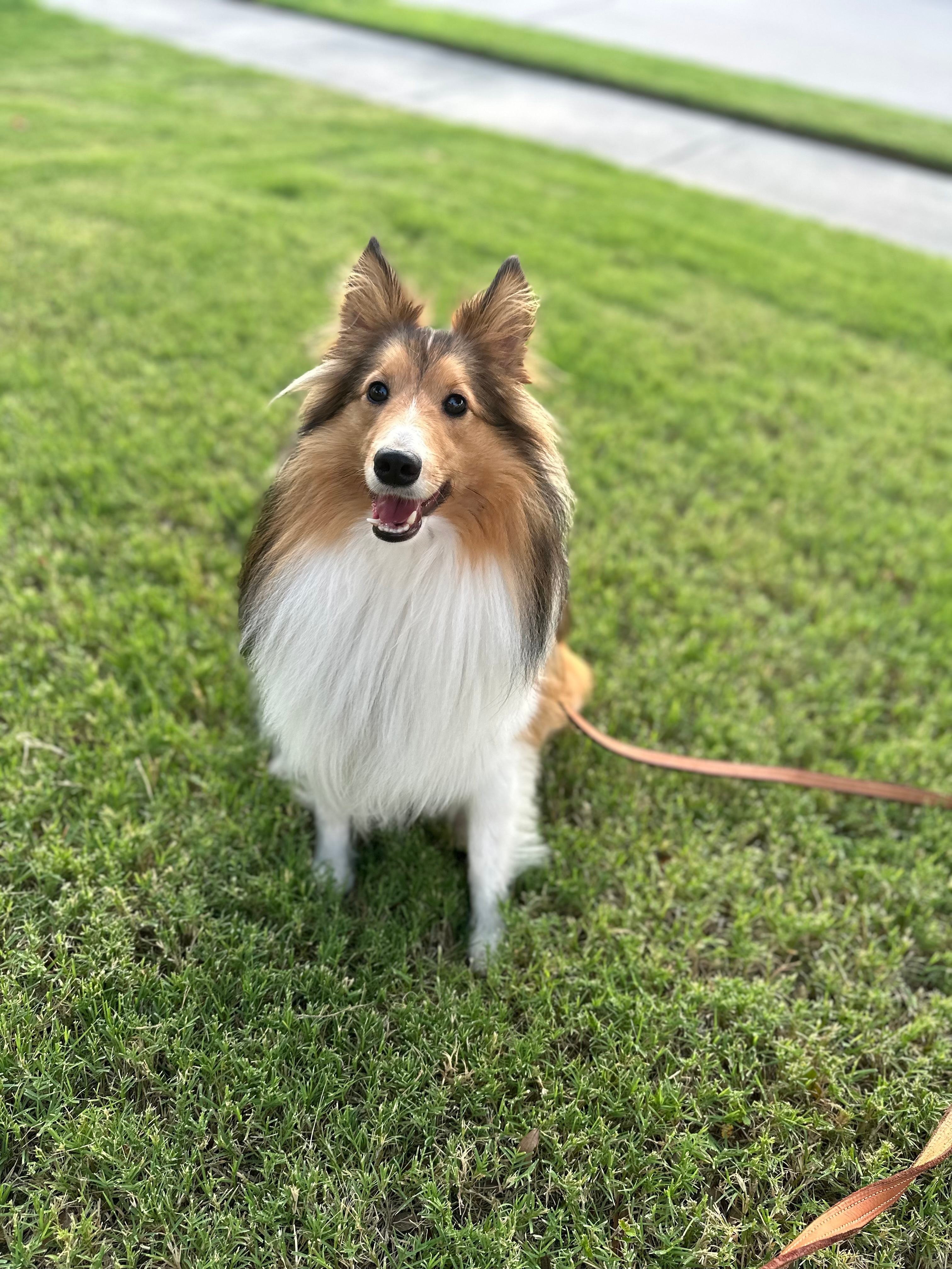 We’re doing what Rick said and taking Andy for his walk in the early<br />
morning hours.<br />
Andy is a 2 year old Shetland Sheepdog and under the stewardship of Nancy<br />
and Jeff Parsons from Princeton, TX.  We watch NBC5 every morning and<br />
evening.
