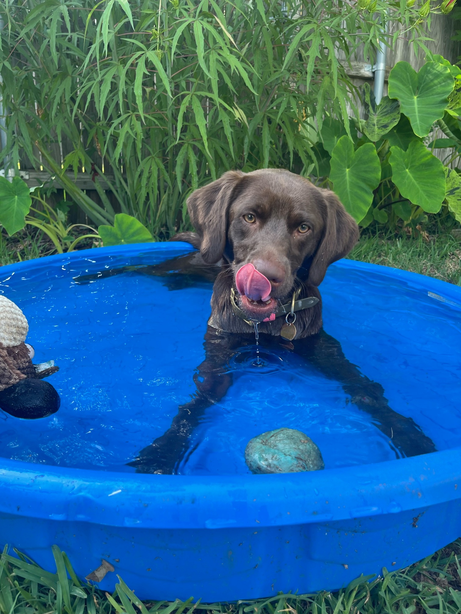 River is getting a respite from playing fetch in this relentless heat.