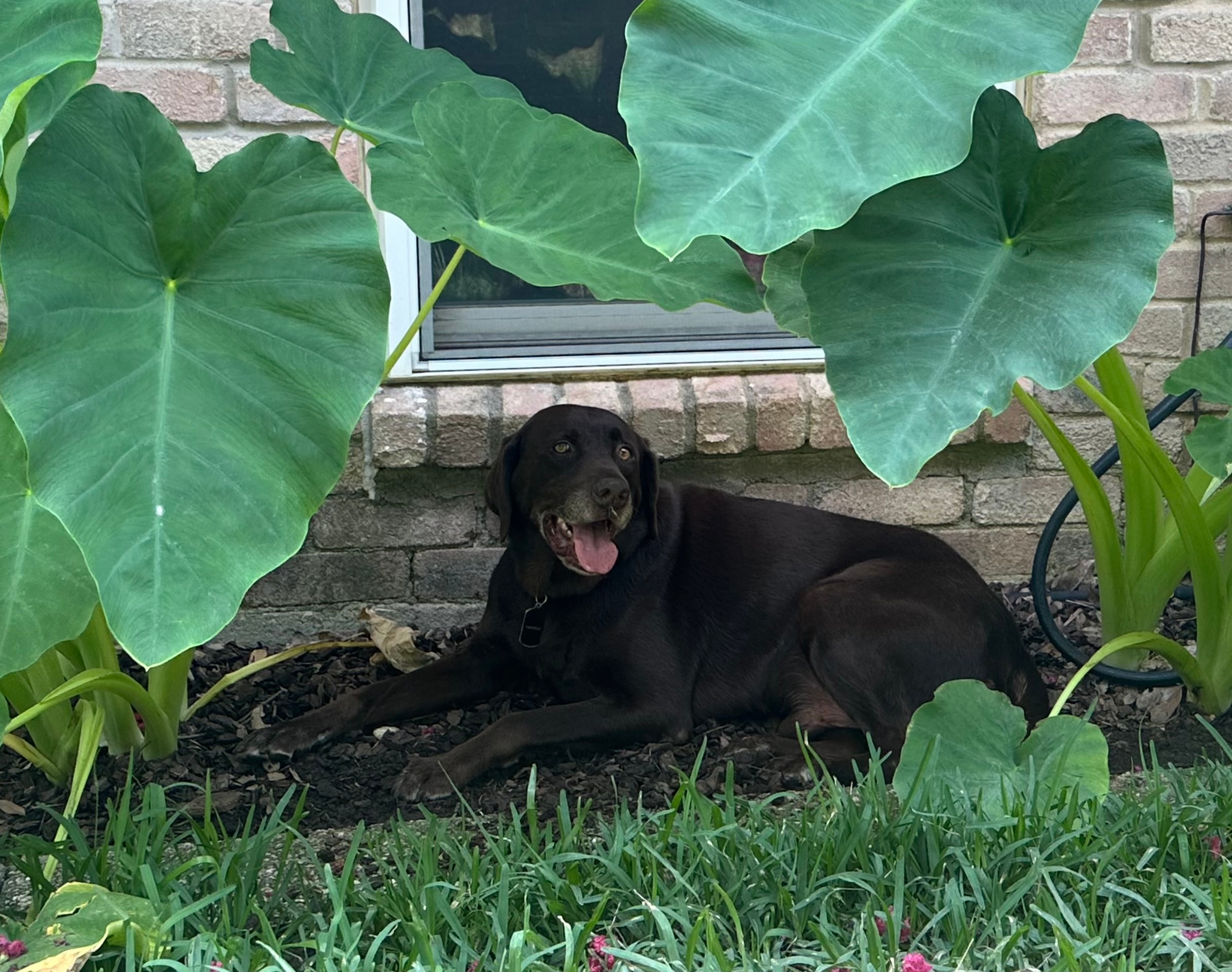 This is my adopted chocolate Labrador Nevado finding a cool place under the elephant ears to hang out for a bit.
We live on the Southwest side of Fort Worth