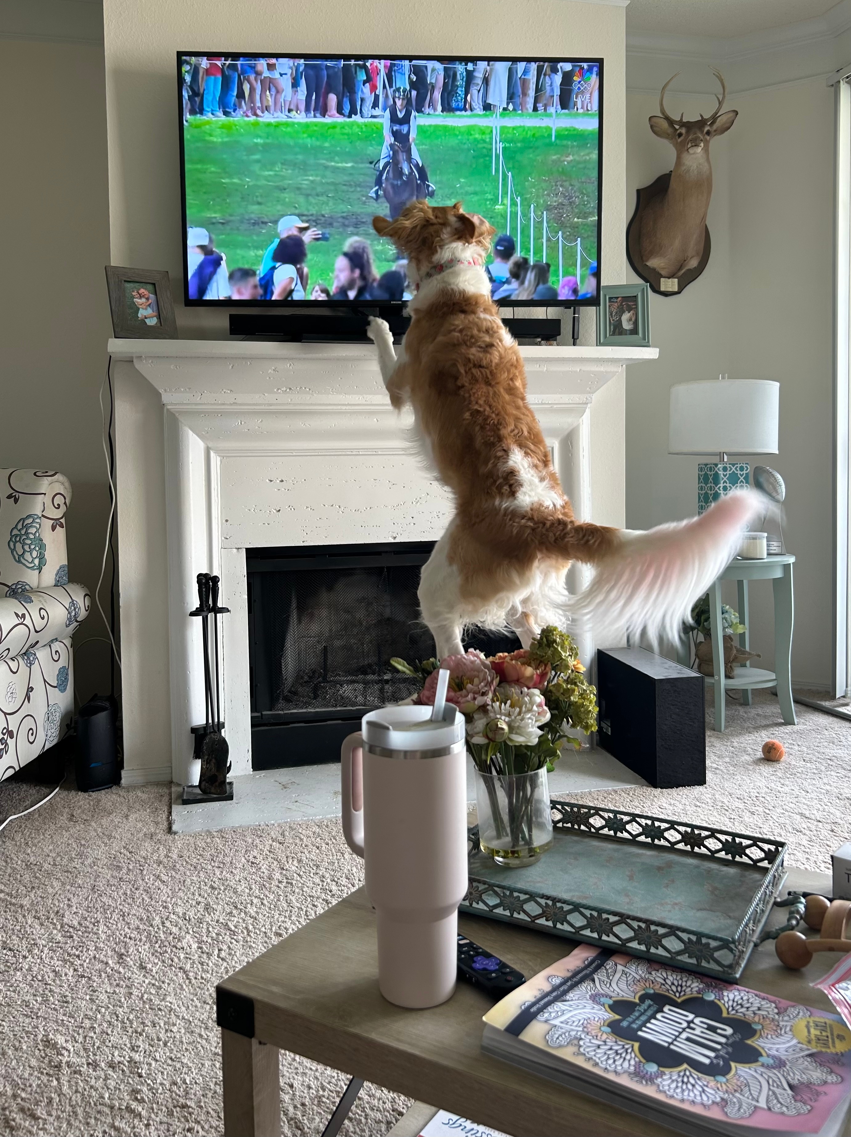 Our dog Lucy is LOVING the equestrian events of the 2024 Summer Olympics.