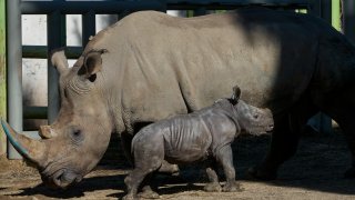 Silverio, a twelve-day-old white rhino, stands next to his mother Hannah during his presentation at the Buin Zoo in Santiago, Chile, Tuesday, July 2, 2024.