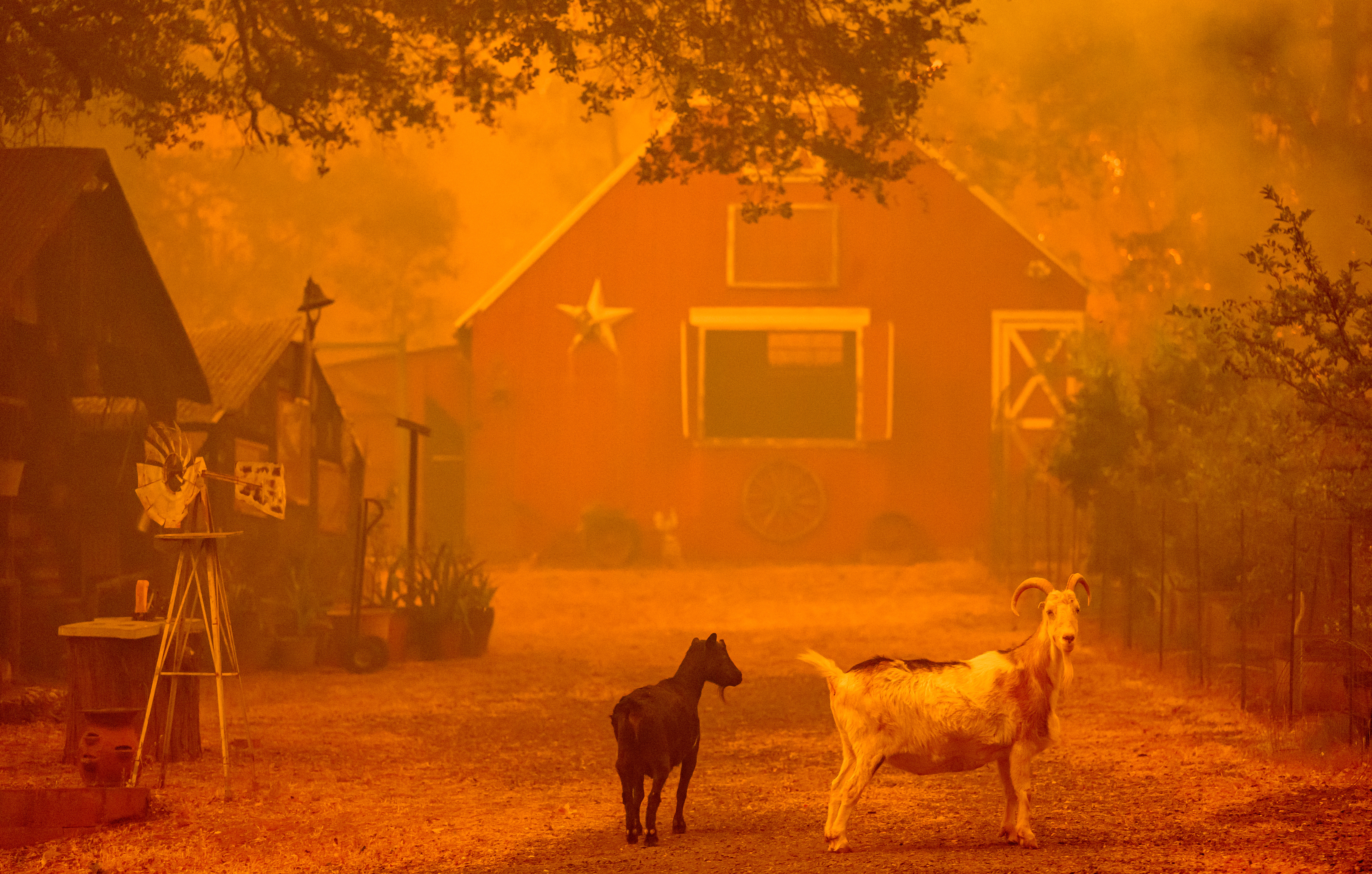 Goats look on as flames approach a home during the Thompson fire in Oroville, California on July 2, 2024. A heatwave is sending temperatures soaring resulting in red flag fire warnings throughout the state.