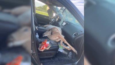 Deer in Kansas crashes through windshield, lands on driver's lap