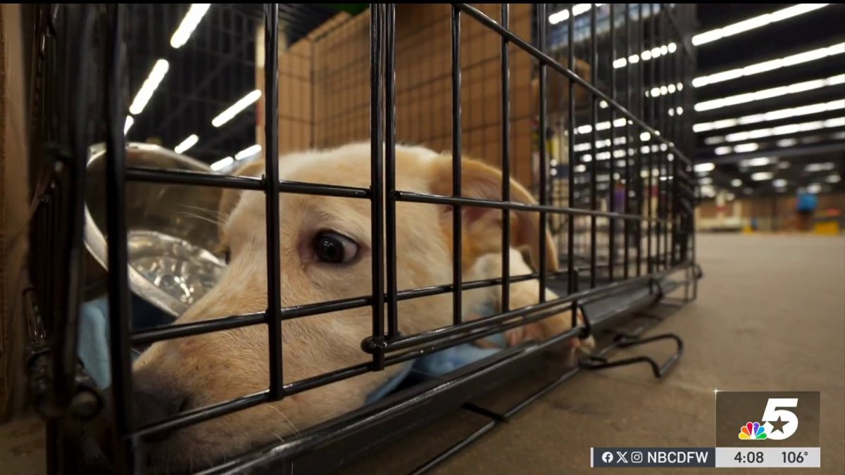 Clear the Shelters MEGA Adoption Event finds homes for 705 pets – NBC 5 ...