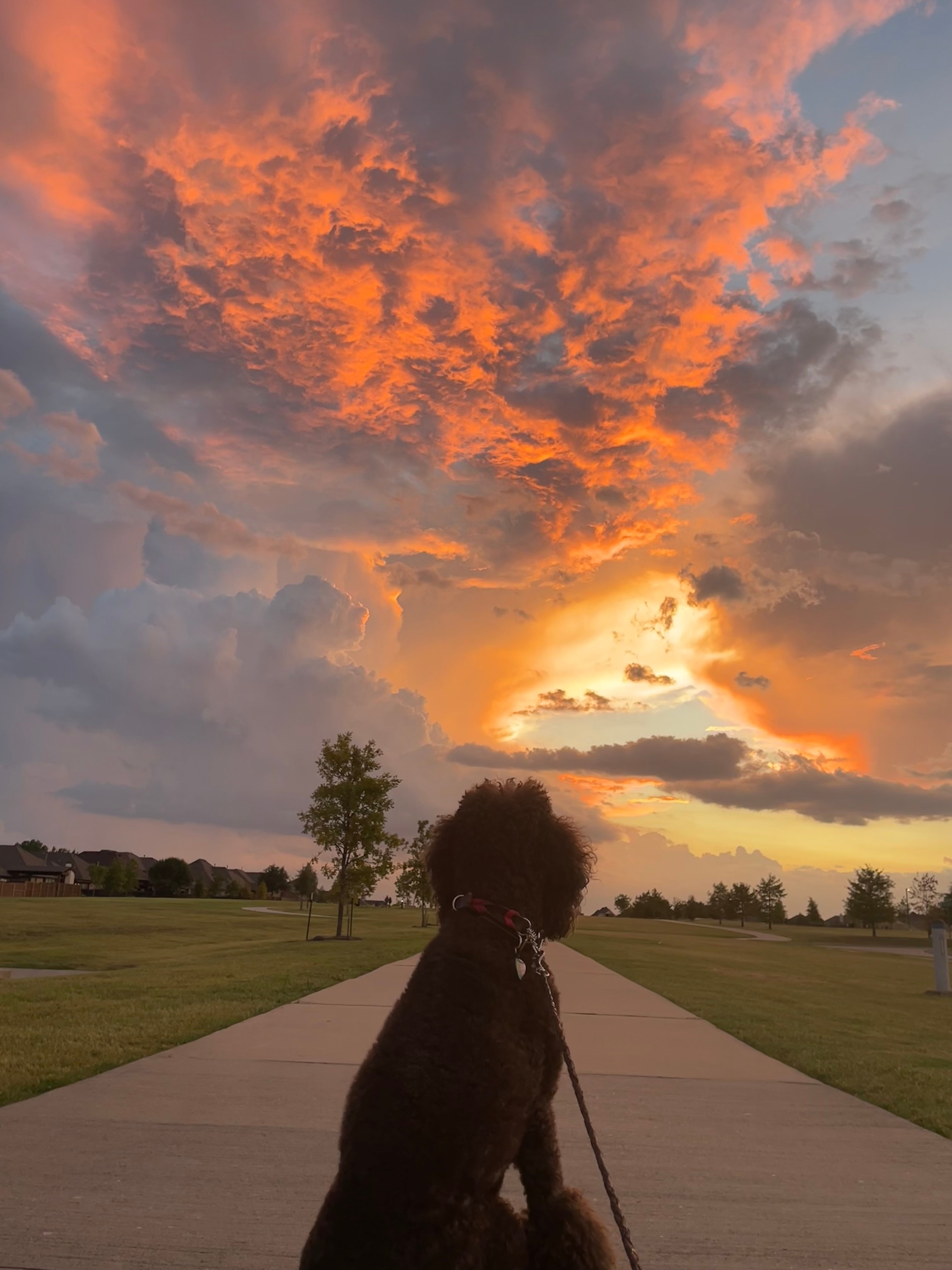 Beautiful sunset walk in McKinney with my poodle Gracie Mae.