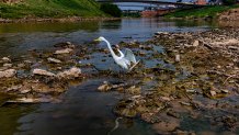 A heron stands in the Acre River, the main water source for the city of Rio Branco which is facing water shortages during a drought in Acre -  Brazil Aug. 2, 2024. 