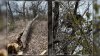 Bald eagle nest destroyed in North Texas, cash reward offered for suspects