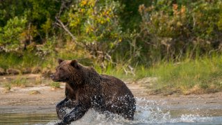 A Brown bear