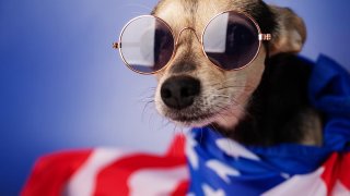 Small dog wearing sunglasses and an American flag style cape.