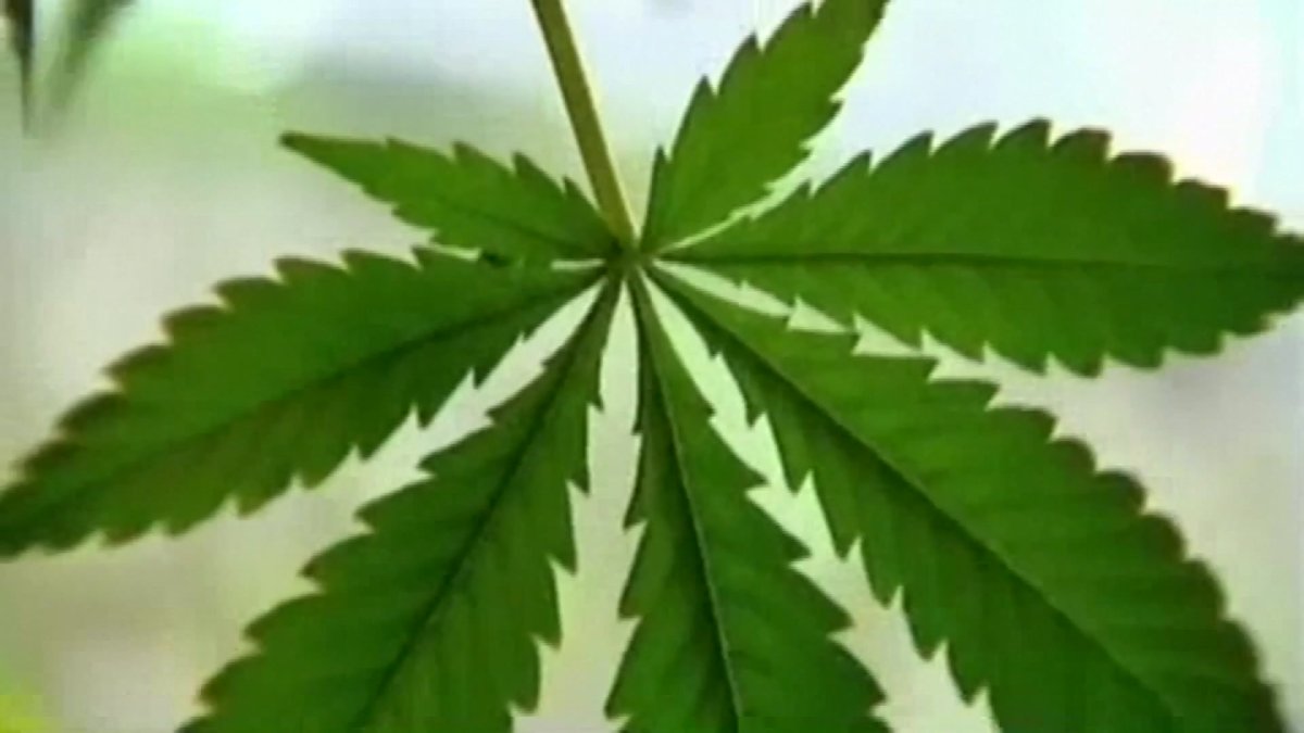 Marijuana decriminalization supporters campaign ahead of November Dallas broadcasts – NBC 5 Dallas-Fort Worth