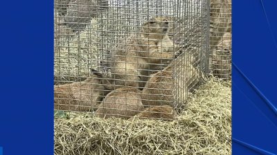 Fort Worth Nature Center home to prairie dogs