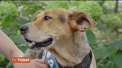 Meet a Clear the Shelters ambassador