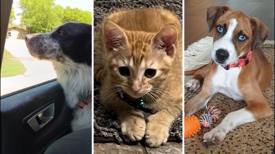 Rescue Pets: Loki, Cheeto & Peanut