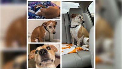 Your Rescue Pets: Ms. Jinger