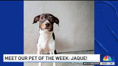 Pet of the Week: Jaque!