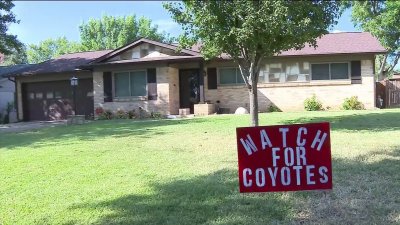 Coyotes caught on camera killing cat in Arlington