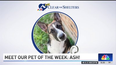 Pet of the Week: Ash!