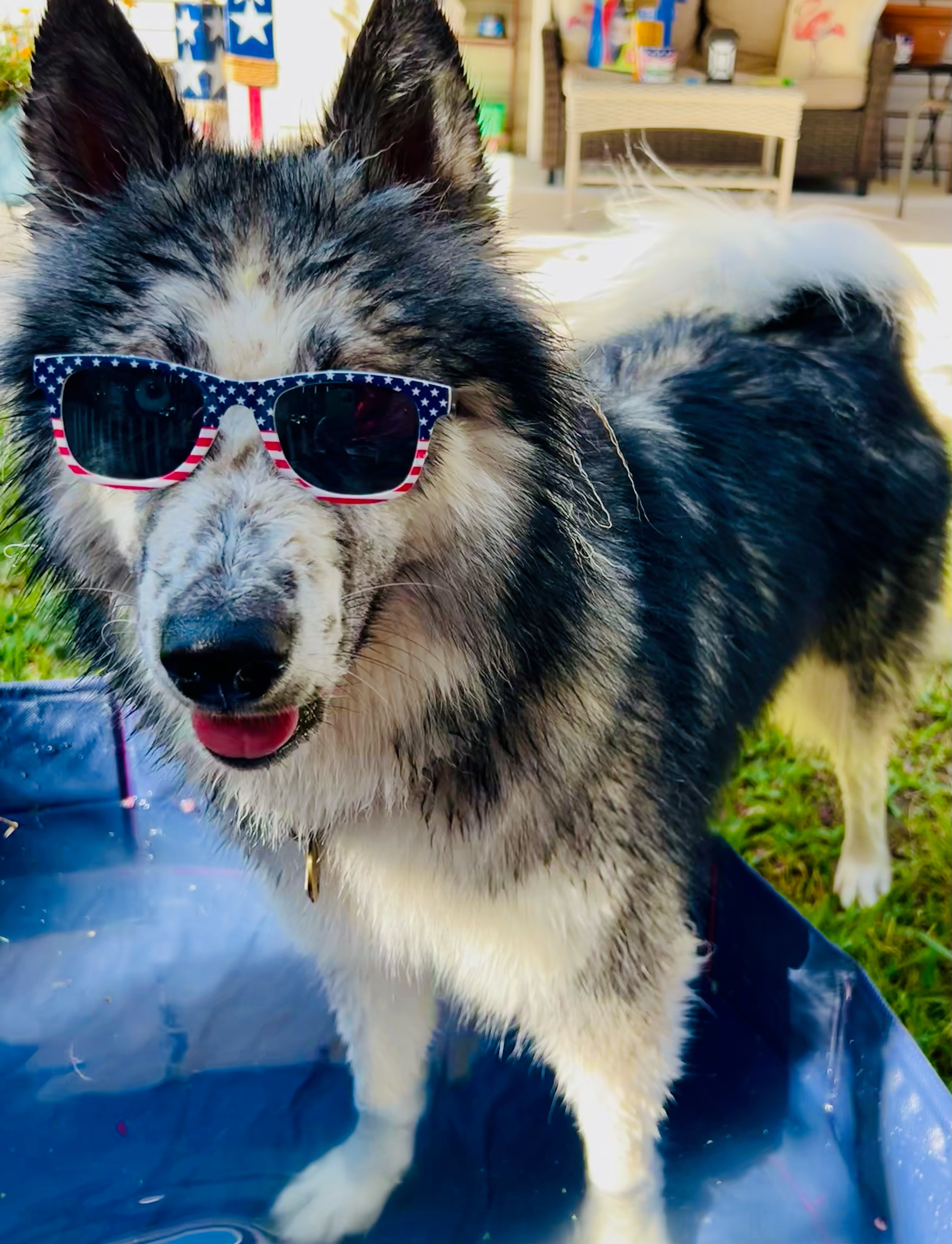 Making the most in these hot summer days!!<br />
Bailey is a rescue from Burleson animal shelter and she is 2 1/2 years old. Bailey loves the water and long walk with her fur Daddy. Also a big Texas Rangers fan!!