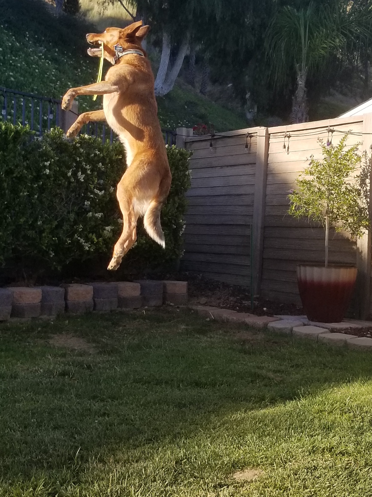 This is Toby our Australian Kelpie/Cattle dog rescue. He is 10 this month and loves his frisbee, ball, water from the hose and sprinklers.  Toby resides in Weatherford.