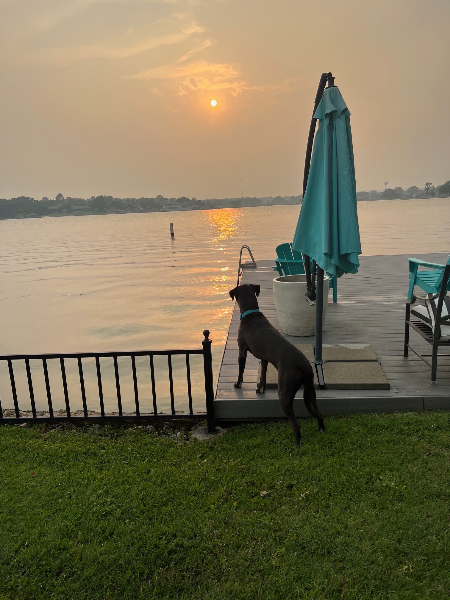 Hank, loving lake life, ,,,loves watching the sunset,,,,rescued by Ellie and Scott Boxer