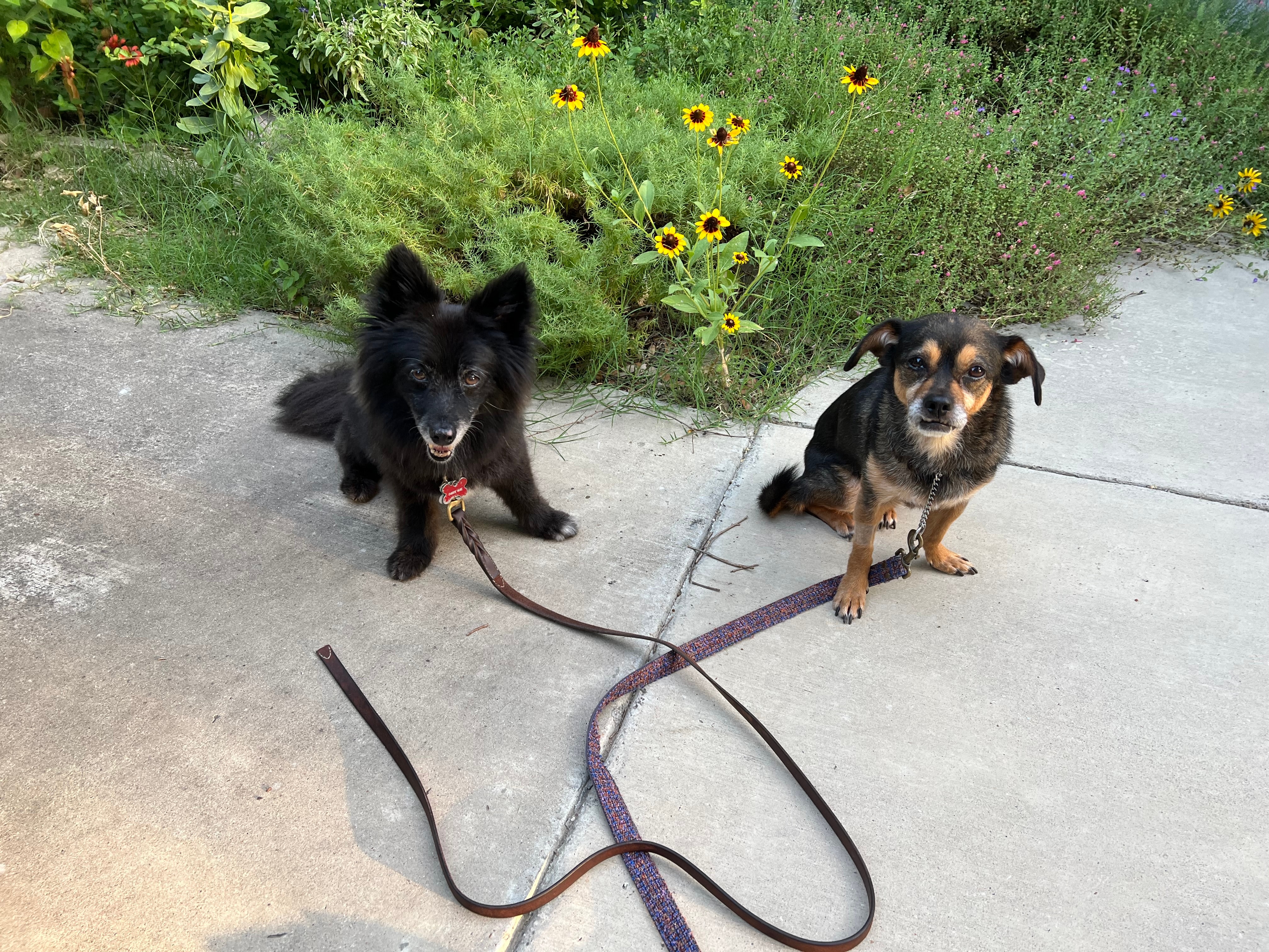 Hello, “ all leashed up and ready to go” for our 6:30 a m walk!  Daisy Mae and Maggie! Both are rescue dogs I’ve had for years. Daisy is 15, Maggie is 13. In hot humid weather we walk 30 minutes. In cooler or cold weather we 45 minutes. Both are mixed breeds, sweet and wonderful dog friends and my faithful companions.