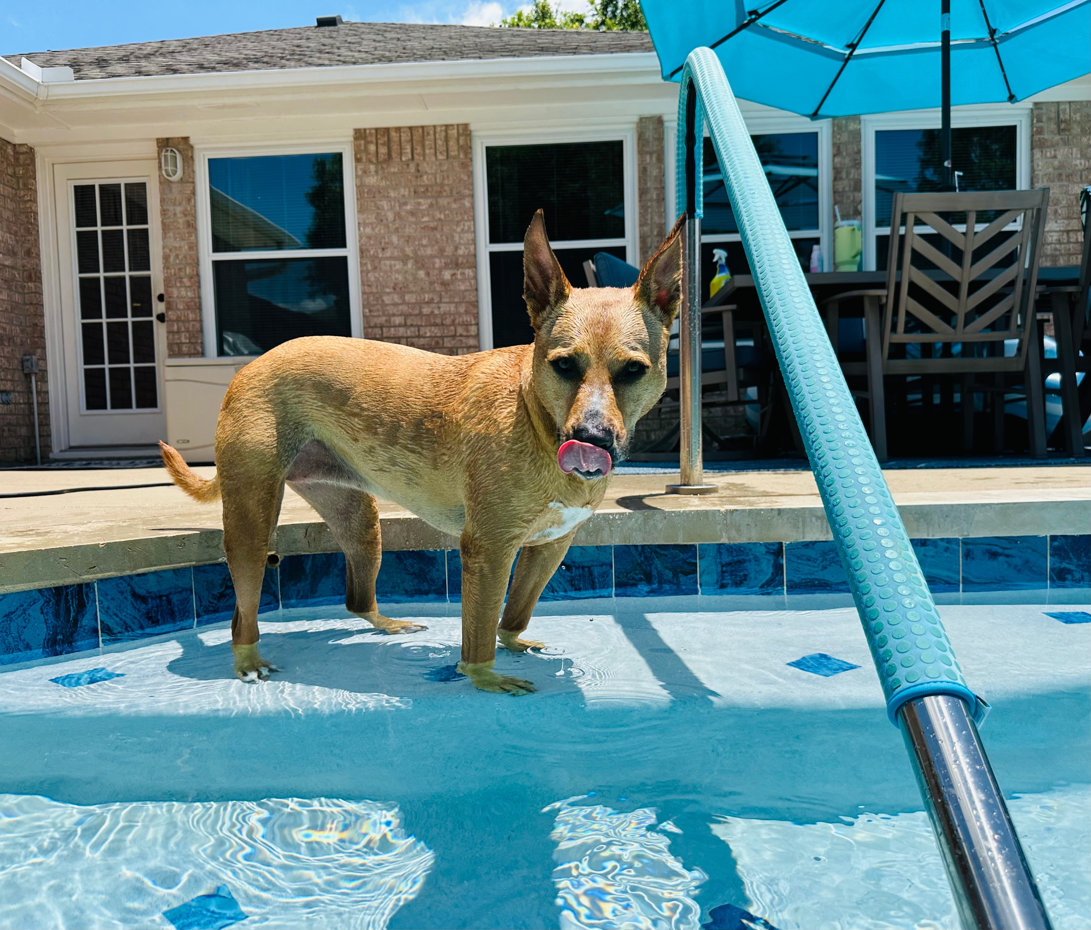 Mushu is back at it with her summertime shenanigans! She LOVES playing on the steps of our pool and being sprayed with the water hose. She would do this ALL DAY if we let her! Rescue dogs make the BEST dogs!#rescuedogsrule #adoptdontshop #summertimefun