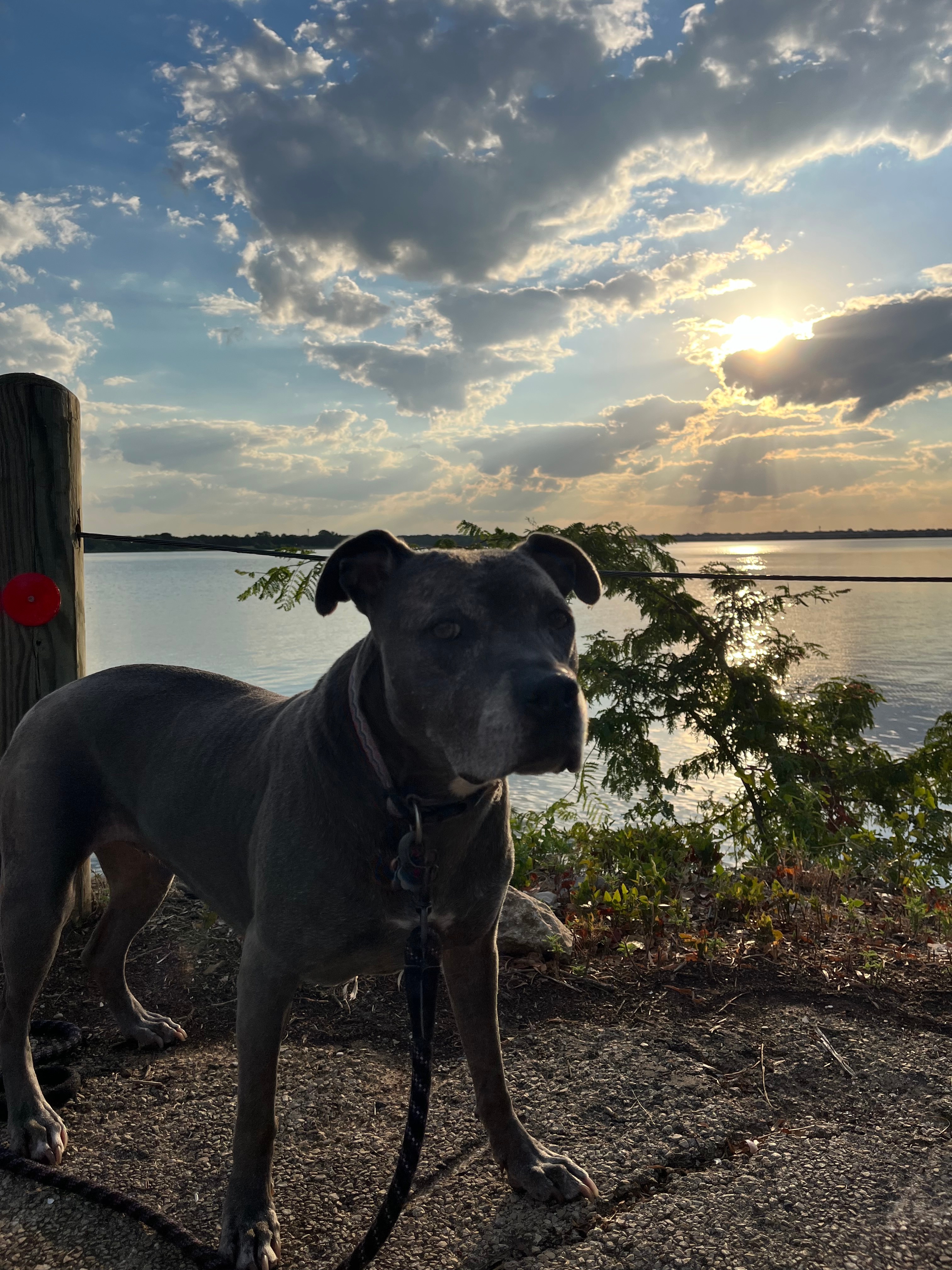 This is ruby blue, my 9 YO rescue, enjoying her morning walk.