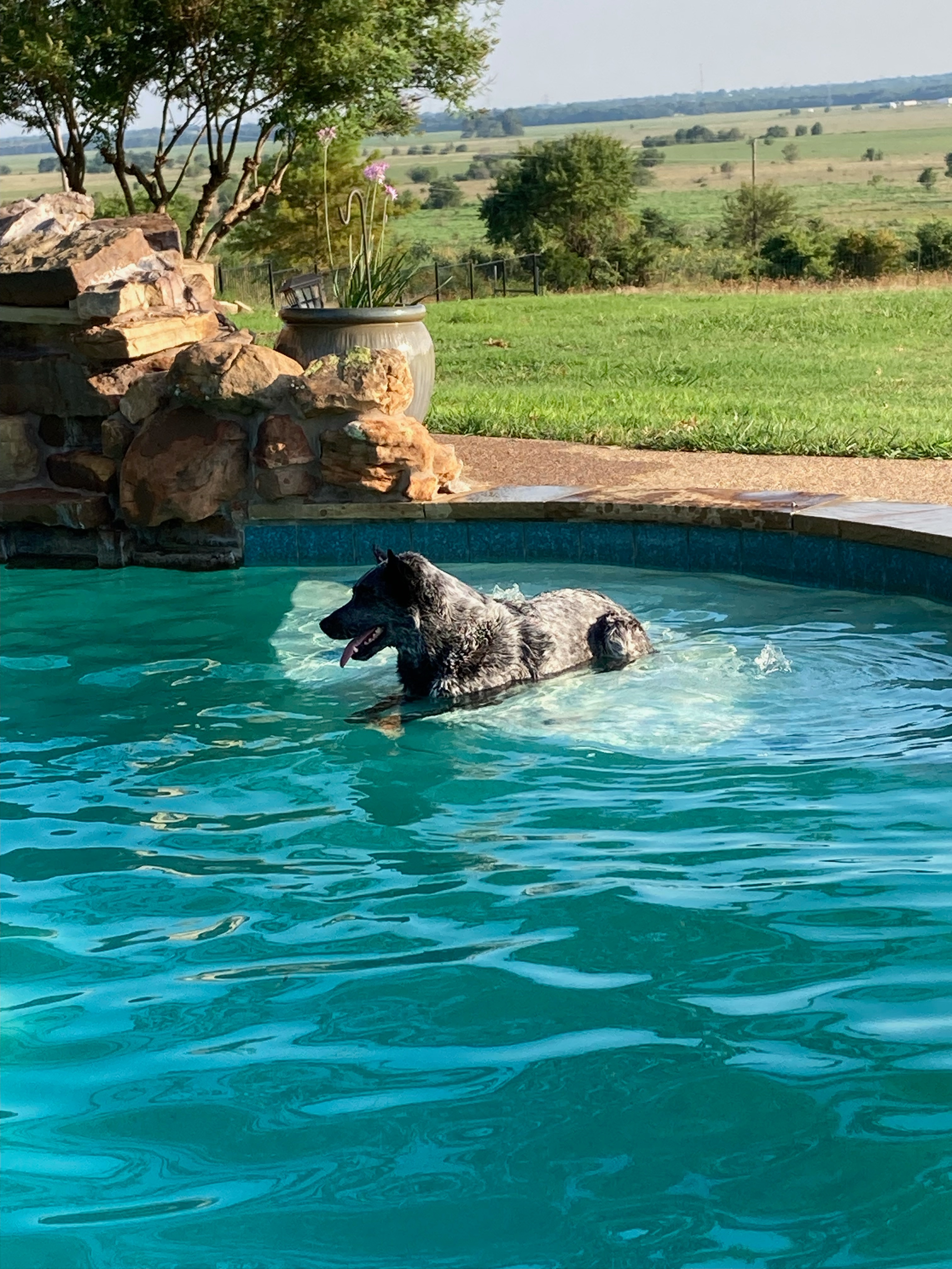 Our rescue dog, Duke, LOVES to swim & play in the water going after his favorite water toy.<br />
He is a 7 year old Blue Heeler that we rescued when he was about a year old. He did not like the water at first, but soon began loving to  jump in after his favorite toy. After running in the yard & getting hot, he also thinks this is his own cooling off pool & will go lay on the tanning ledge to cool off.