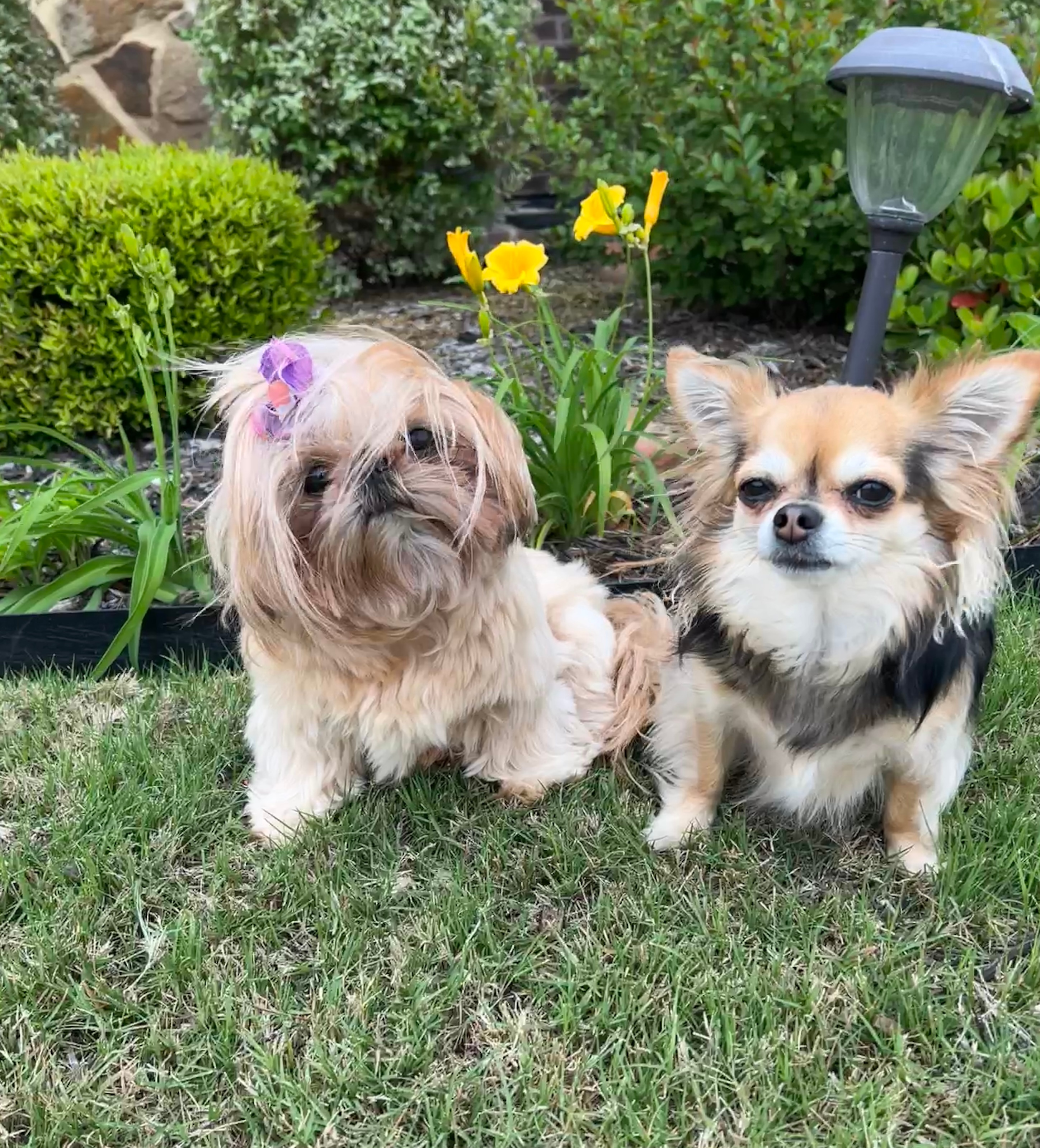 These two cuties are both rescues !  Piper (long hair chihuahua) & Phoebe (shihtzu) are bffs. Piper is 7 yrs and Phoebe is 4 yrs.  They give us more joy and love than we could ask for!  <br />
Teri & John Cortines Mansfield, Tx