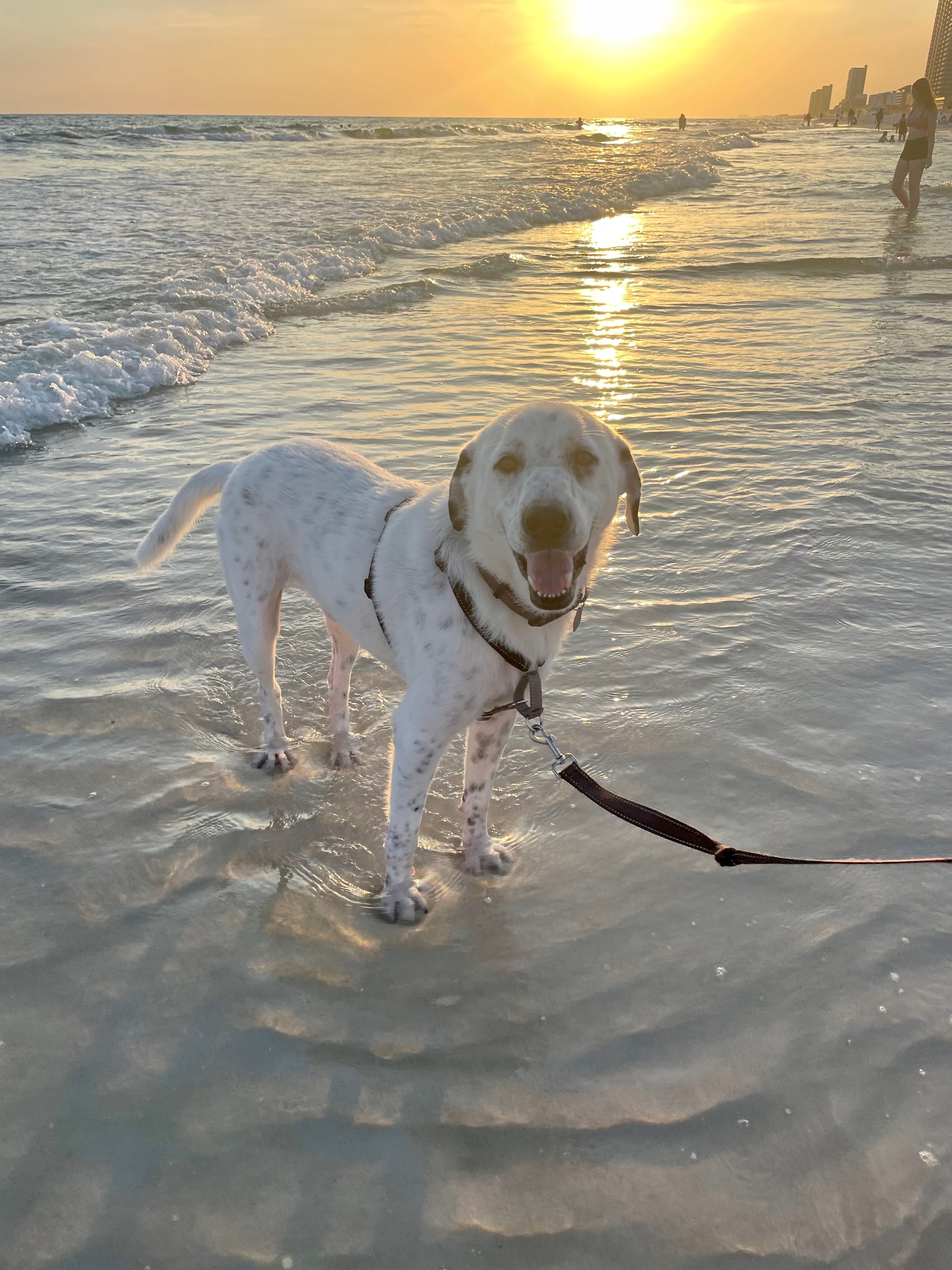 Our sweet rescue dog Wally enjoyed his first beach experience in Panama City Beach, Florida last week! Although he’s a born and bread Texas boy, that Florida humidity got to him! Wally was rescued from San Antonio pets alive this April, where they successfully treated his heart worms. We love exploring Dallas with him and hope yall see him around!