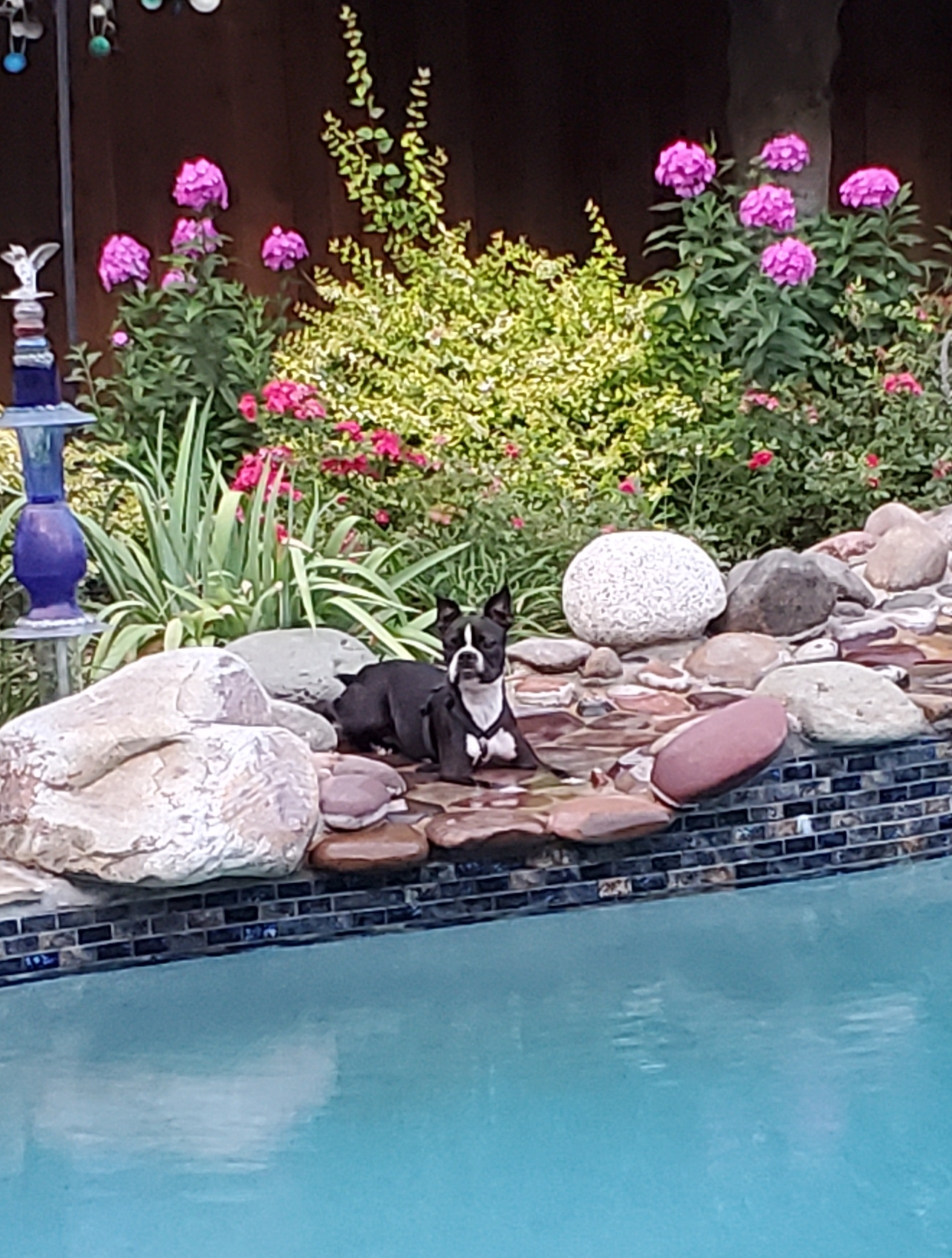 1 y.o. Boston Terrier rescue lazing in the stream.