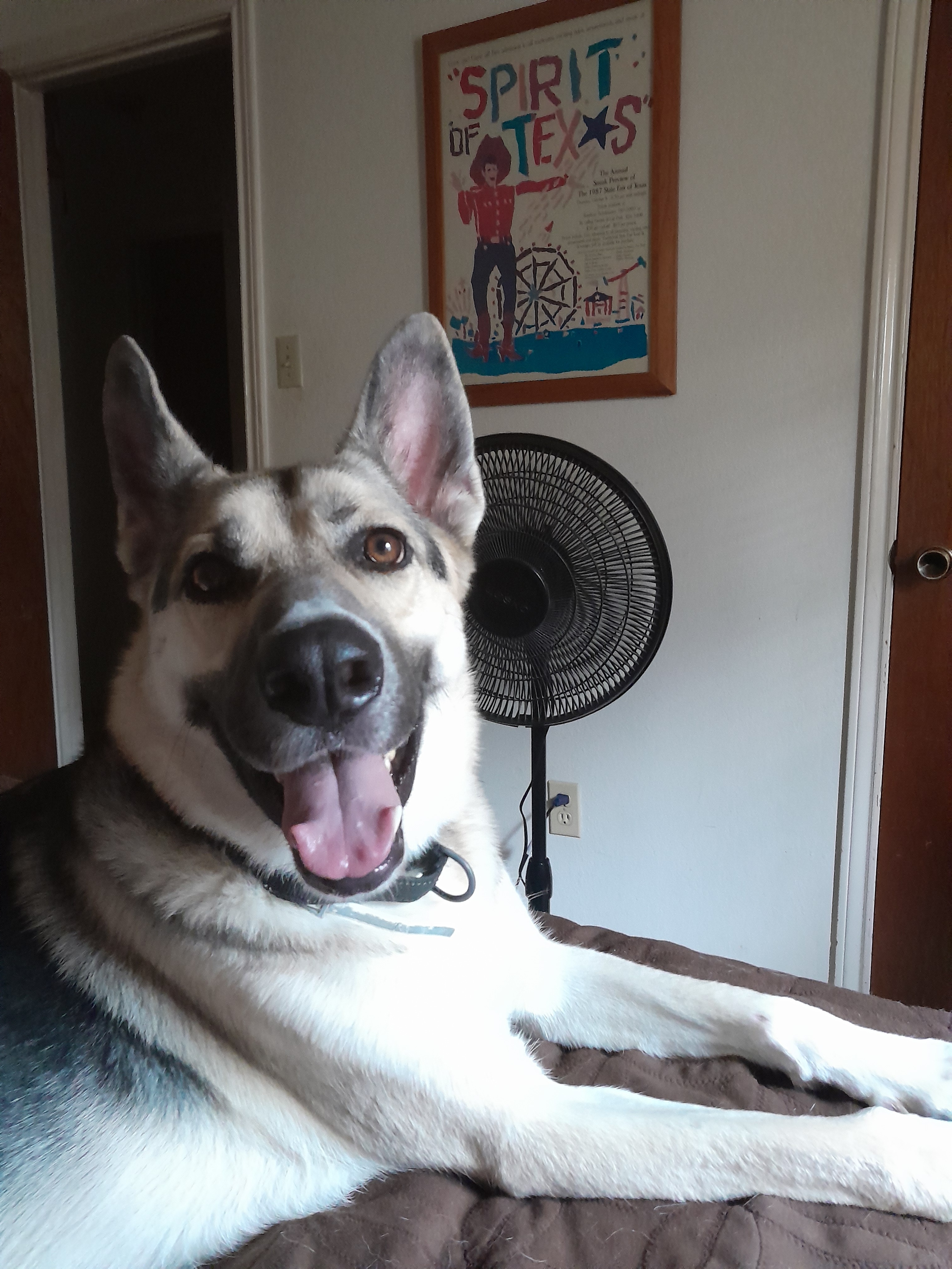 Luke rescued me 2 yrs ago, both of us strays. After walks he cools down in front of a fan. 90lb Shepsky. Irving tx