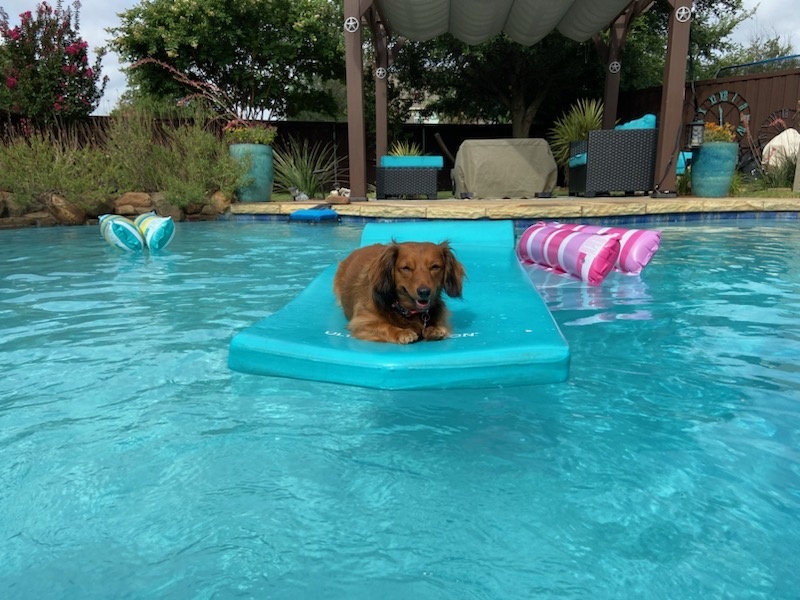 This is our rescue doxie named Annie who enjoys the water 🥰. Sincerely, Chris in McKinney