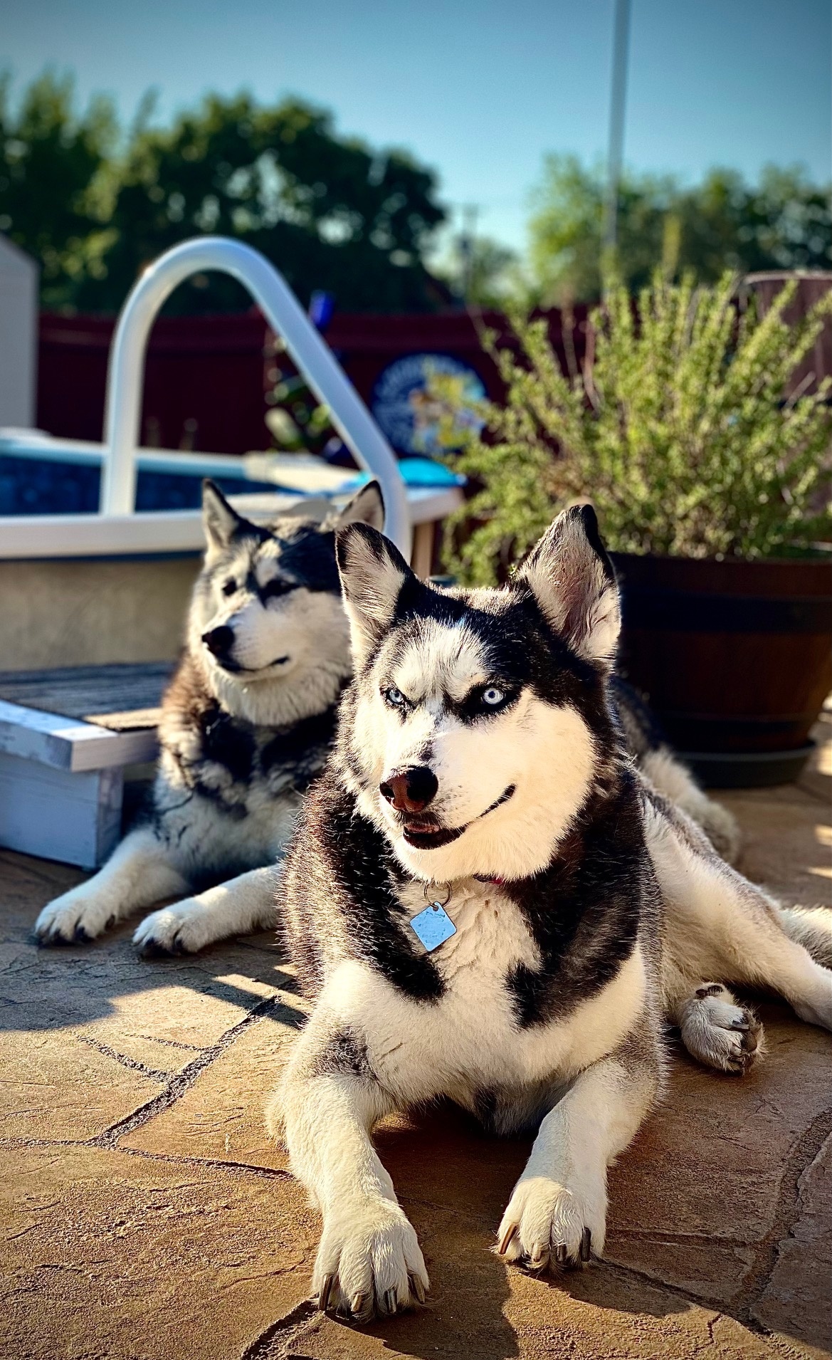 “Texas Husky Rescue “blessed us with these two girls they have been the love of our lives!!!<br />
Freska is the Blue eyed beauty<br />
Sasha is the brown eyed girl behind her!!<br />
We’ve been blessed with them for 8 years now, and they are the spoiled beyond believe 😂