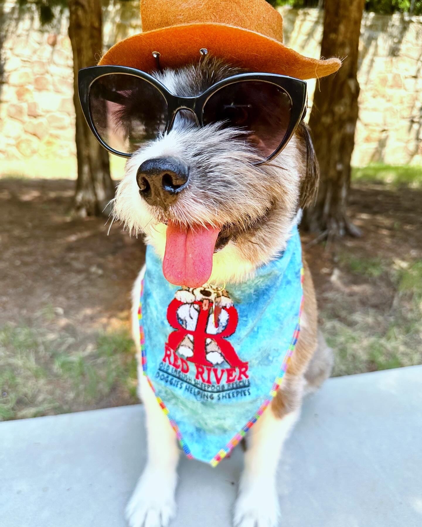 From the streets of Galveston to running mom’s life in Dallas. Doing a fundraiser in my cute bandana. I’m. 6.5 old rescue living my best life in Dallas Texas. Been with mom since 2020. I enjoy traveling to mom’s jobsites, exploring new trails, agility classes, and being a good cowboy.