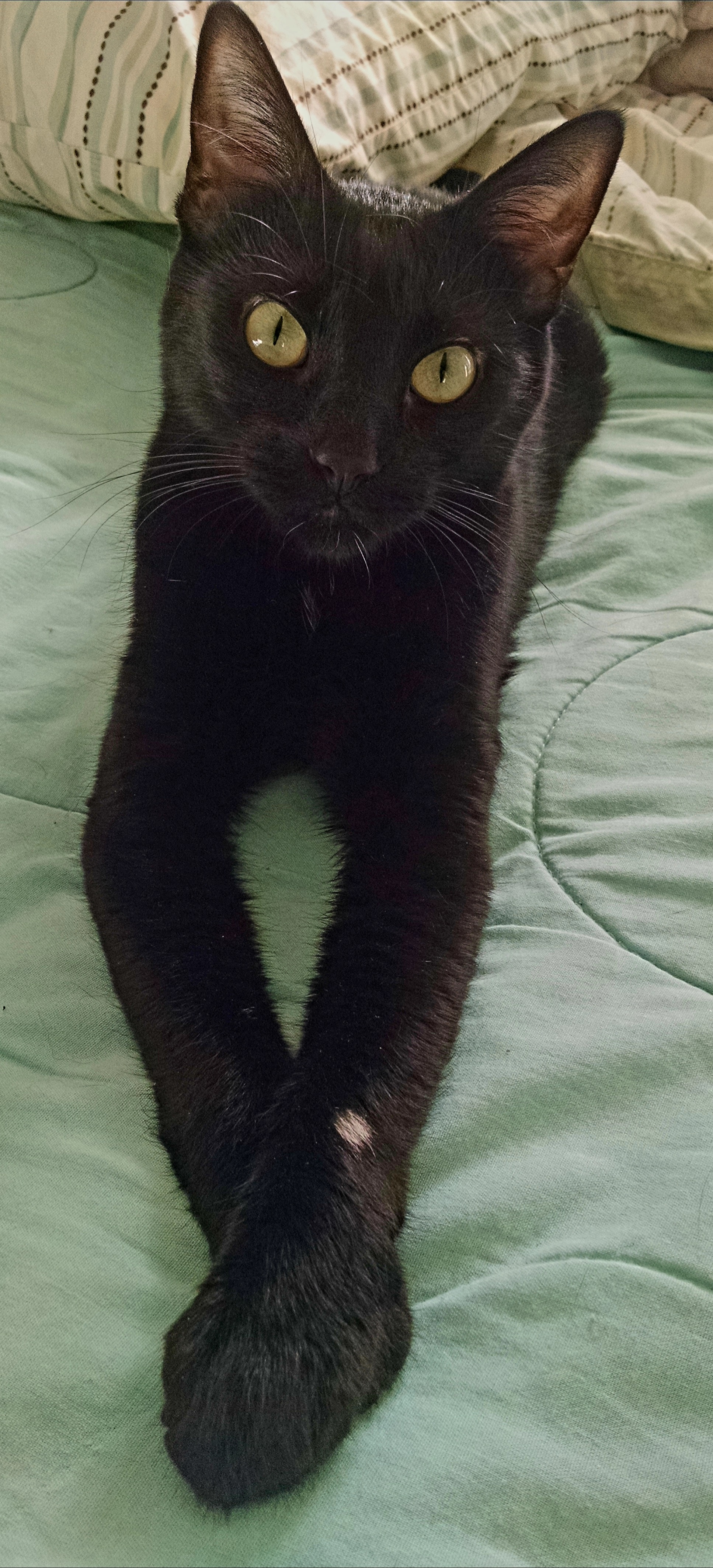 Meet 11-year-old black kitty, Luther, adopted from a local shelter. Luther was taken to a kill shelter when his owner no longer wanted him. We love our kitties & wish we had more! Rescue pets are the best! Thank you so much for the Clear The Shelters program!<br> Susan and Hank Alterman