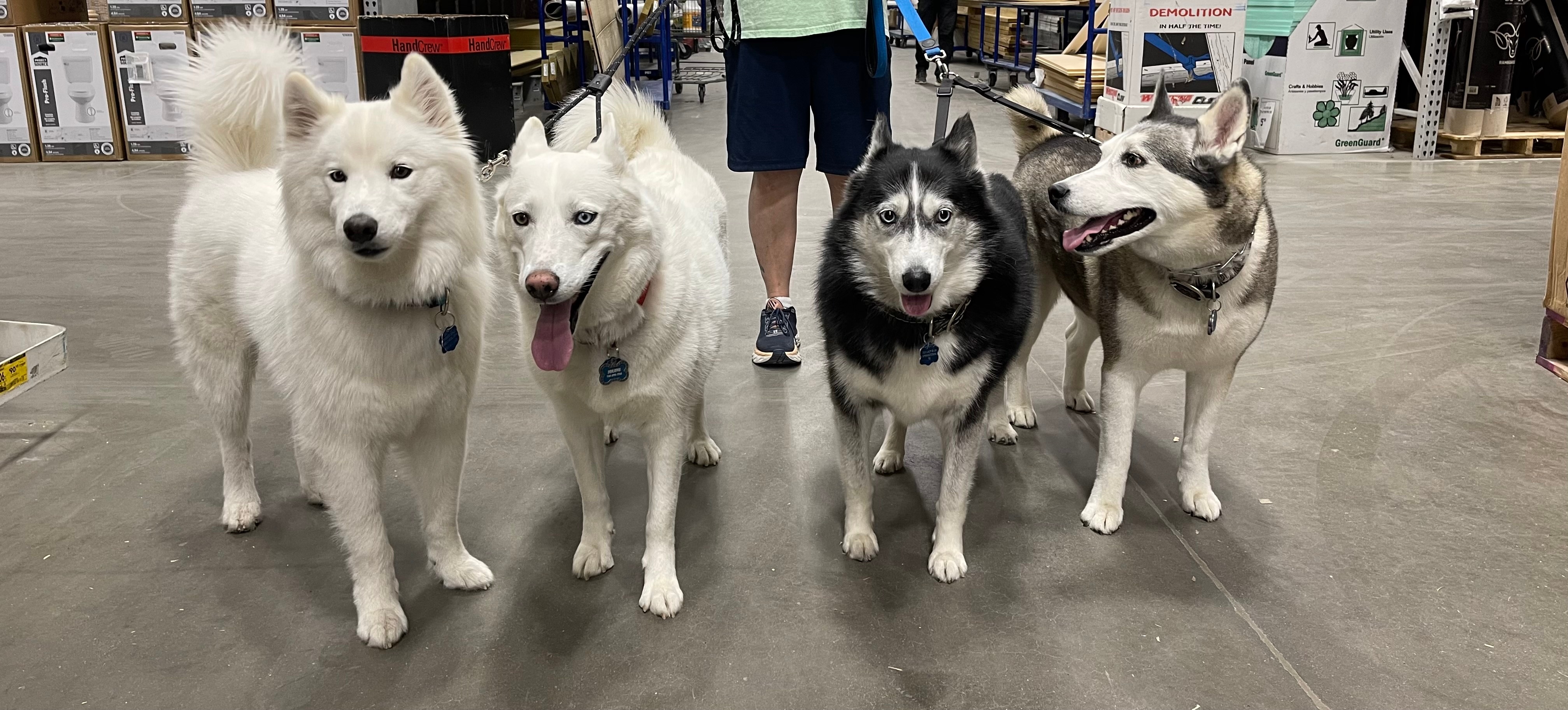 We love going shopping when it’s so hot outside!!  We always meet lots of people!!  Our names are (L to R) Loretta, Jolene, Campbell and Lambert.  Yep, our mommies love country music. Suzan + Julie – from Springtown, TX