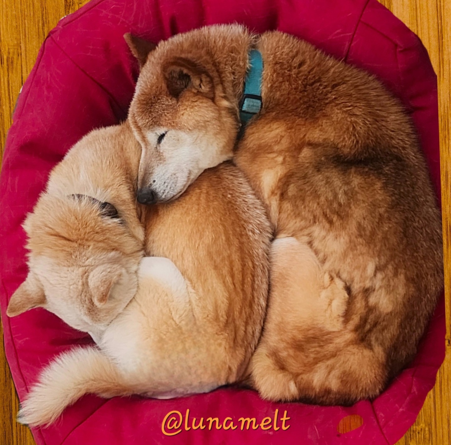 Both of my Shiba Inus were rescued from Texas shelters. Kitsu on the left and Yoshi on the right. Sadly, we just lost Yoshi at age 12. Really love this Japanese breed and plan to rescue another primitive breed dog after our Kitsu passes on (she is 14). The other pic is a pic from the day we adopted our other boy Kuma from a shelter (he has also passed). Kitsu is on the left and Kuma is on the right.  Gina Curbo