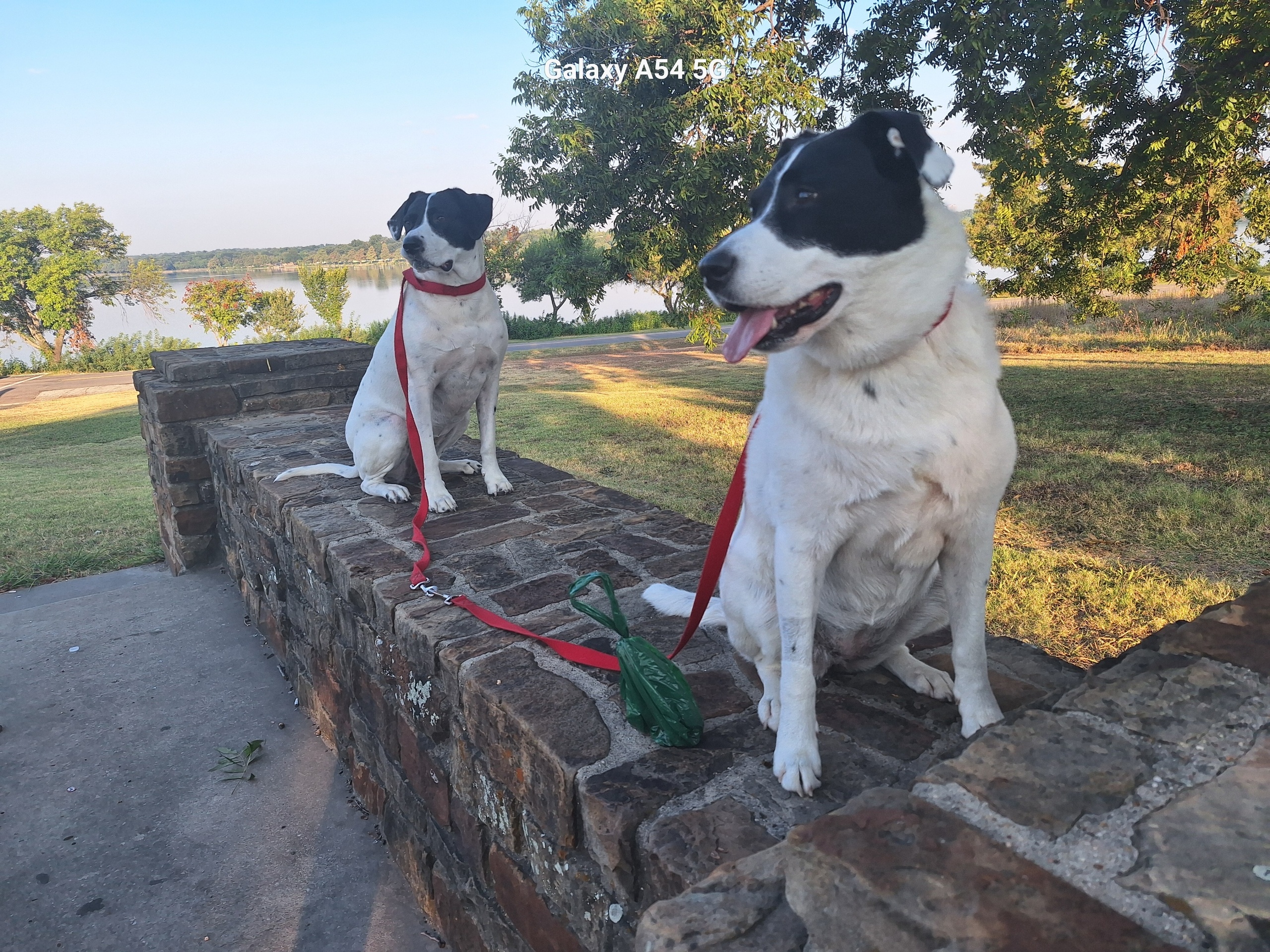 Our two rescues, Chloe and Holly, enjoying a walk this morning at White Rock Lake.