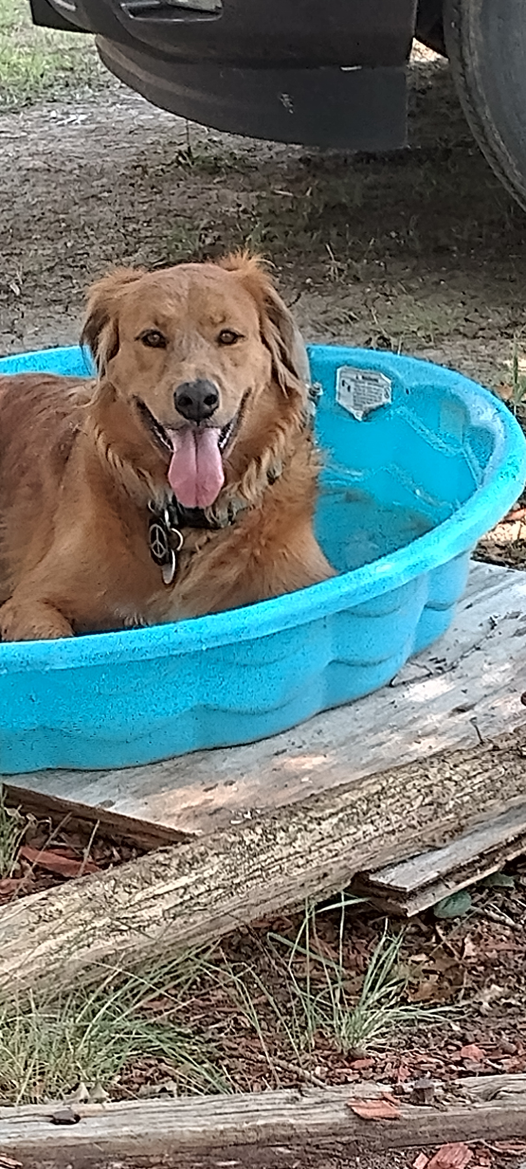 We got Duke when he was 18 months old. He is 6 years old and loves to play<br />
basketball and loves to play in water or a pond. He is such a well behaved<br />
good boy.