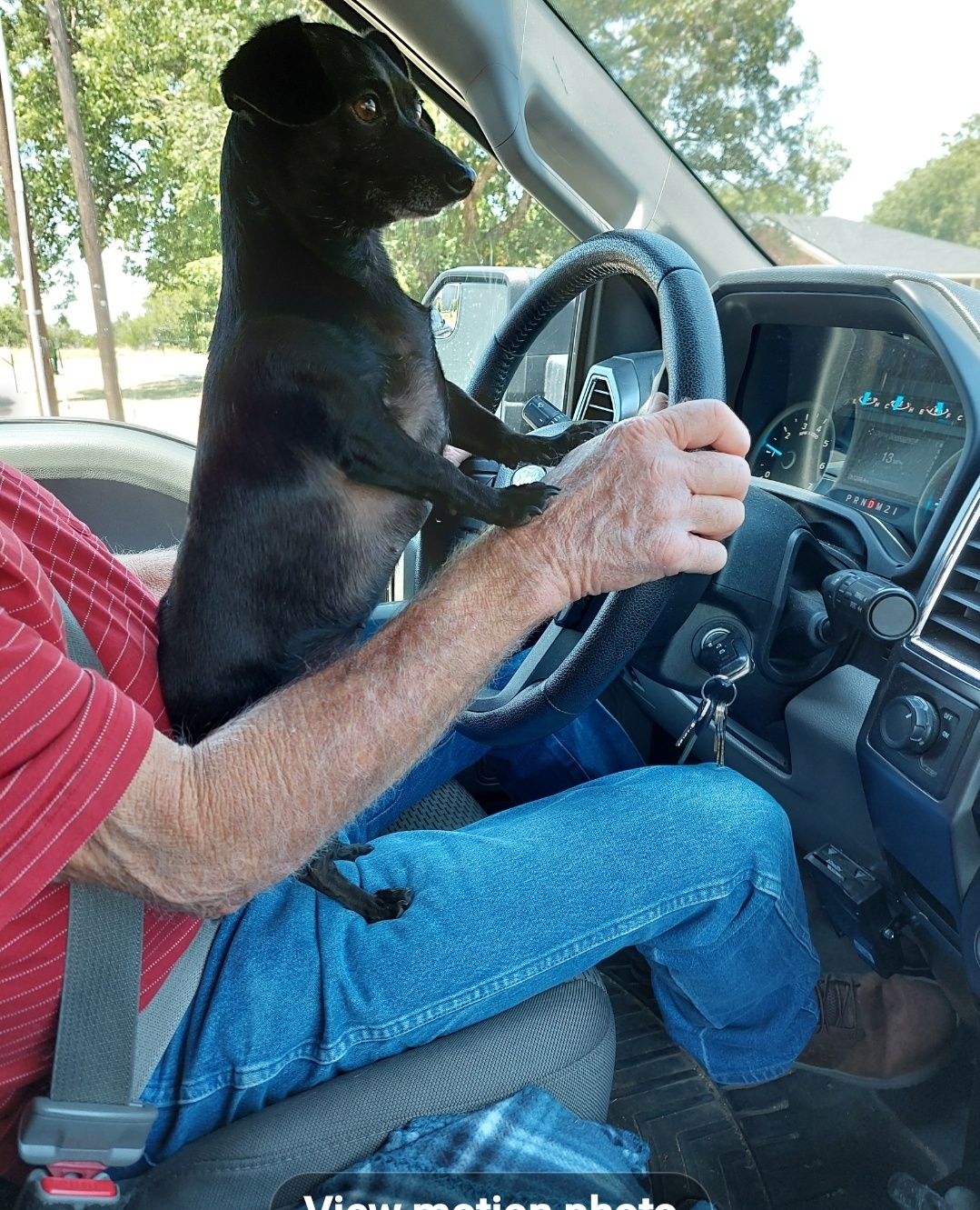 Our rescue like mothing better than to help her Dad drive