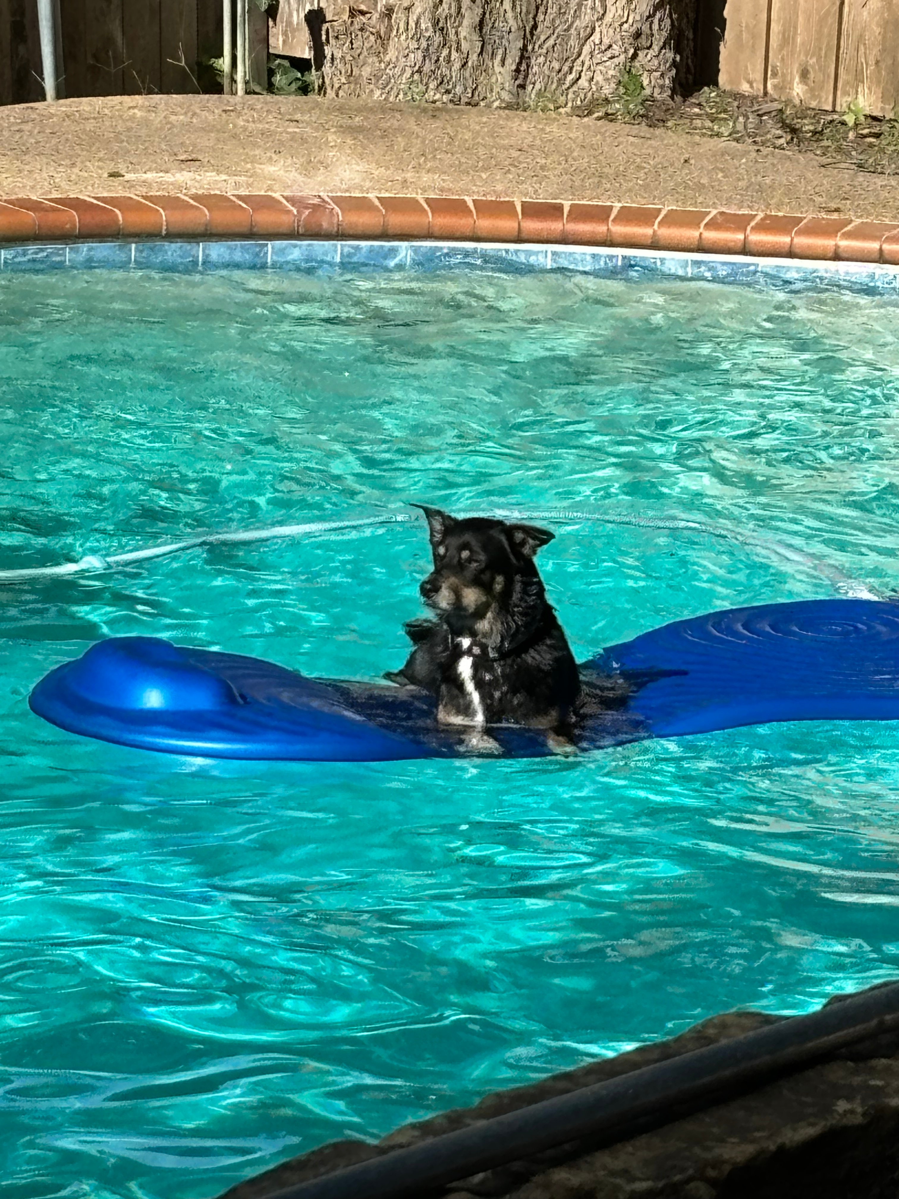 Dexter enjoys flowing in the pool on his favorite blue float.  He loves swimming with his family, chasing squirrels and jumping high trying to catch bugs.  He was rescued two years ago and protects his new family in all situations.  He is loved!