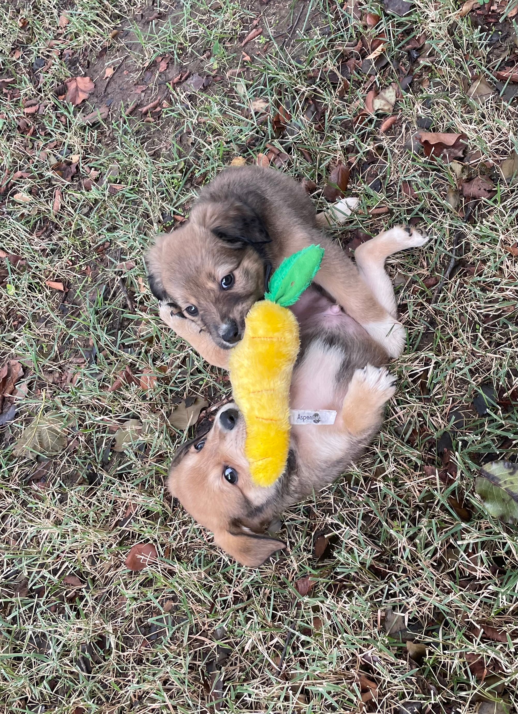 Meet Zoe and Zion. We adopted. them almost 3 years ago. We got them from a vet in Greenville Texas who rescued their mom and seven other siblings from an owner who passed away. They were only six weeks old at the time. They are so happy to be with us, going to dog parks, and enjoying their toys! They are true Texans!