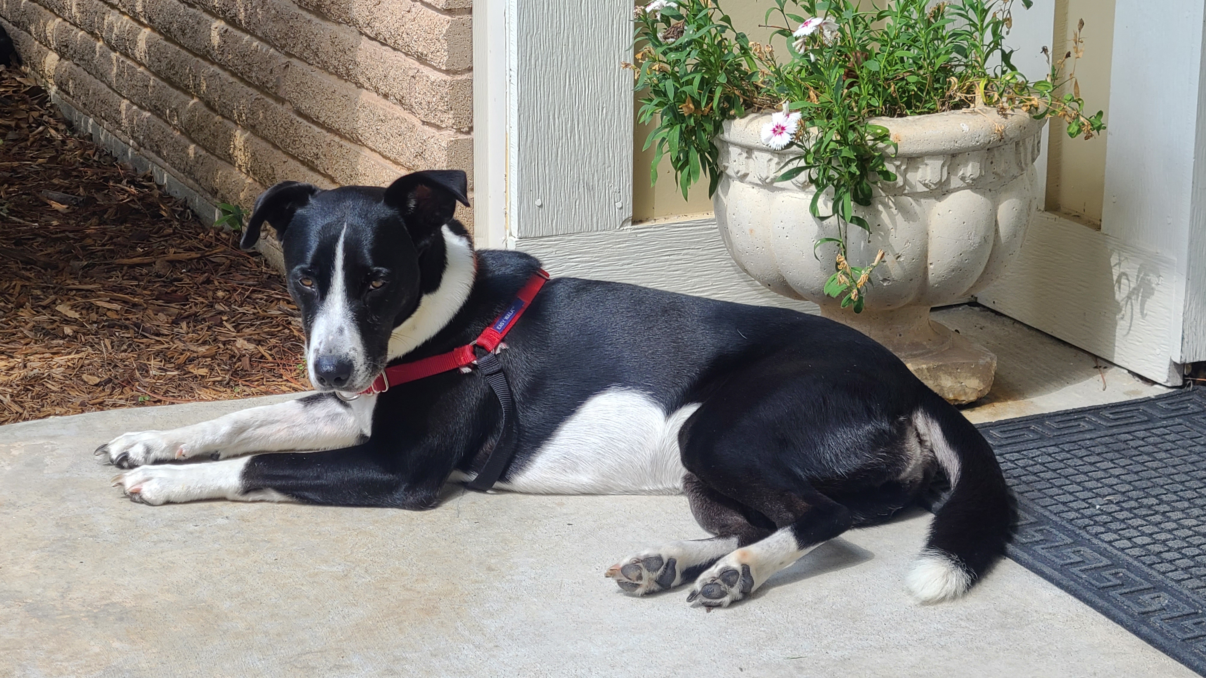 Pearl loves HER patio and is appreciating the pleasant weather (thank you Rick!). We fostered Pearl through the Irving Shelter. When she got healthy we couldn’t let her go.