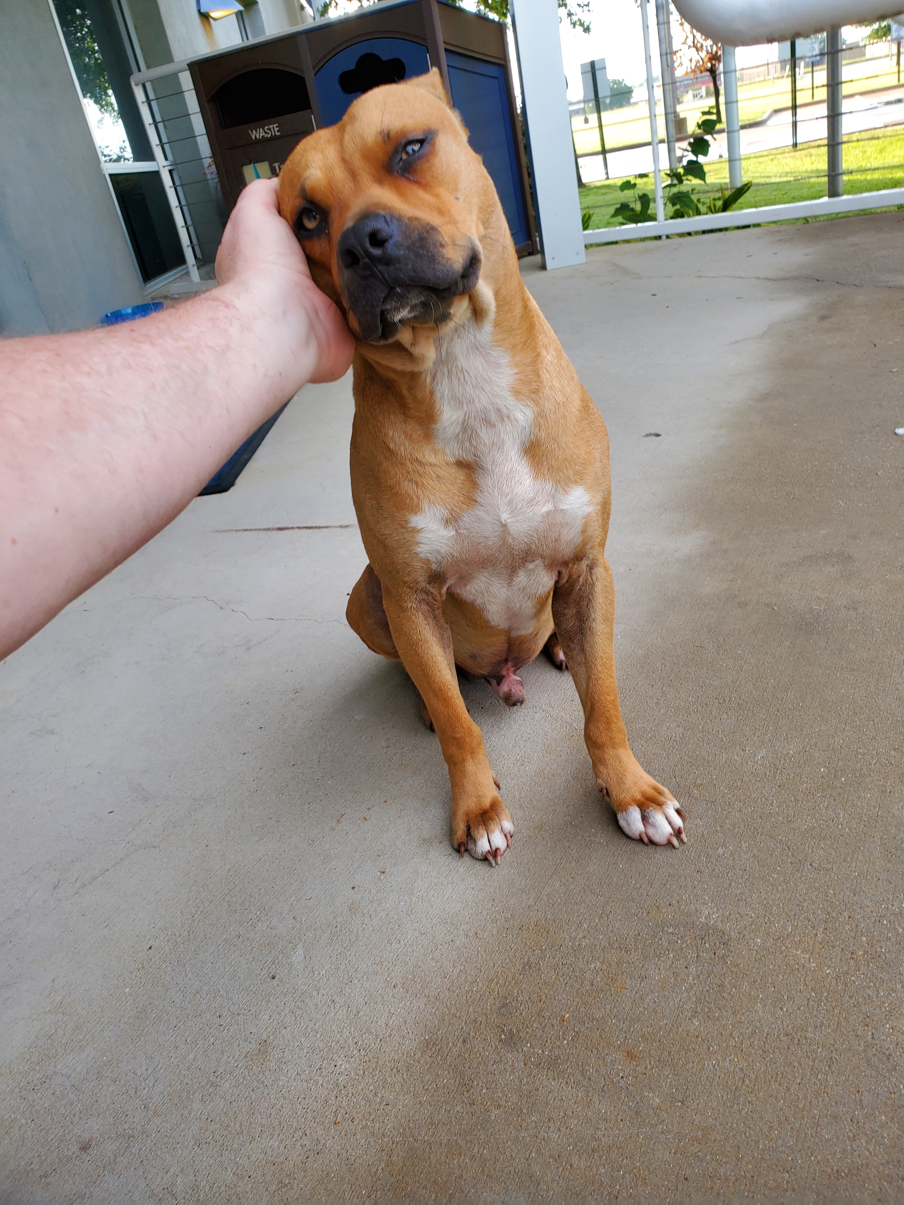 Hi, This is “Porkchop” I was able to rescue him from a worksight in 2020.  He was roaming wild, wouldn’t come within 20 yards of anyone.  Food and fresh water were left out, but he would not approach if anyone was in sight. I was bringing meat chopped into bitesize squares to toss in his direction to gain trust, and entice him closer to attempt petting him. It took about 45 days to get him in petting distance.  Once I pet him, the second time he leaned into it and we’ve been mates ever since. The meat was porkchops, when I arrived on sight, I’d rattle the container and shout more porkchop, and he would appear, so once he chose to go home with me, I just named him “Porkchop” as he sorta thought that was his name anyway. Picture shows 1st petting and the other how happy and handsome he is…and yes bit spoiled! <br>Terry C Richards & Porkchop<br>Forney, TX