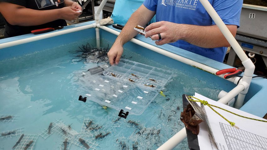 Researchers with Texas A&M University-Corpus Christi and Nova Southeastern University prepare live corals for transport at the NSU’s Oceanographic Campus in Dania Beach, Fla., Sept. 18, 2024. (AP Photo/David Fischer)