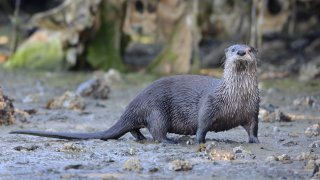 A river otter.