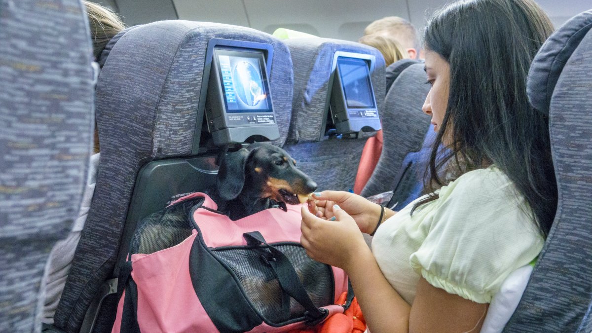 Pets are hitching a ride on the travel boom NBC 5 DallasFort Worth