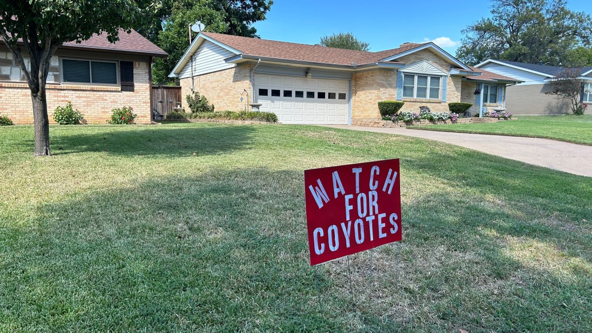 Coyotes caught on camera killing Arlington cat NBC 5 DallasFort Worth